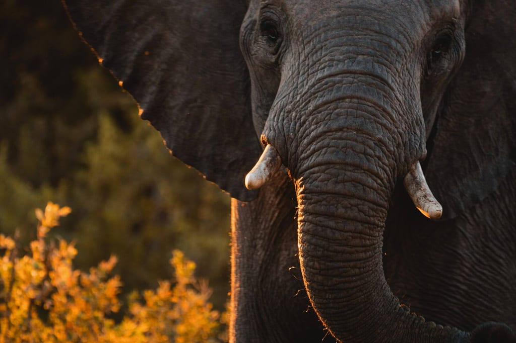 Ein Elefant im Caprivi-Streifen