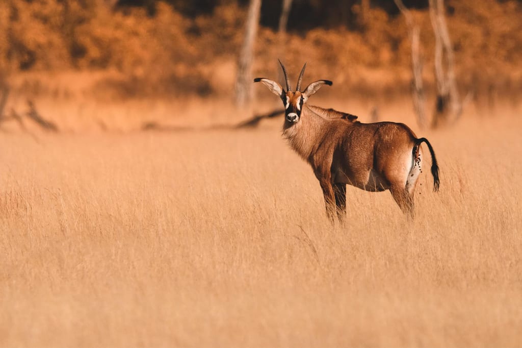 Pferdeantilope steht im hohen goldenen Gras und blickt aufmerksam zur Kamera.