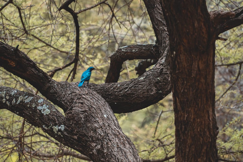 Ein Riesenglanzstar auf einem Baum