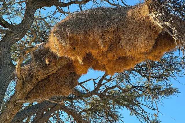Großes mehrkammeriges Nest aus trockenem Gras in den Astgabeln eines Baums, aufgenommen aus der Untersicht.