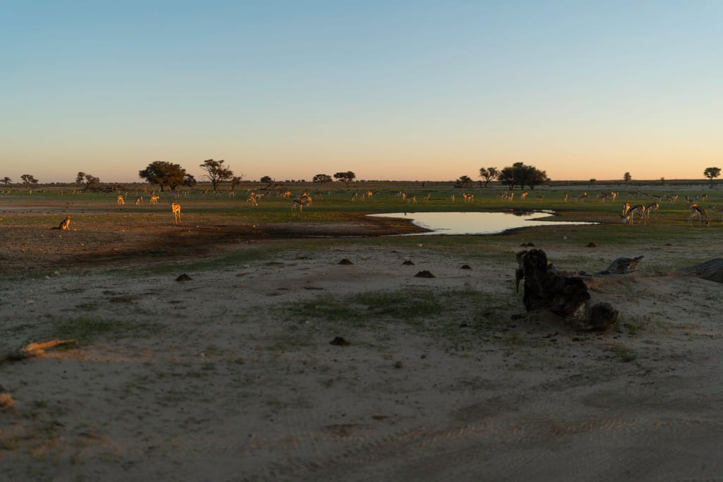 Weite Savanne bei Sonnenuntergang mit Wasserloch und einer Herde Antilopen unter goldenem Licht.