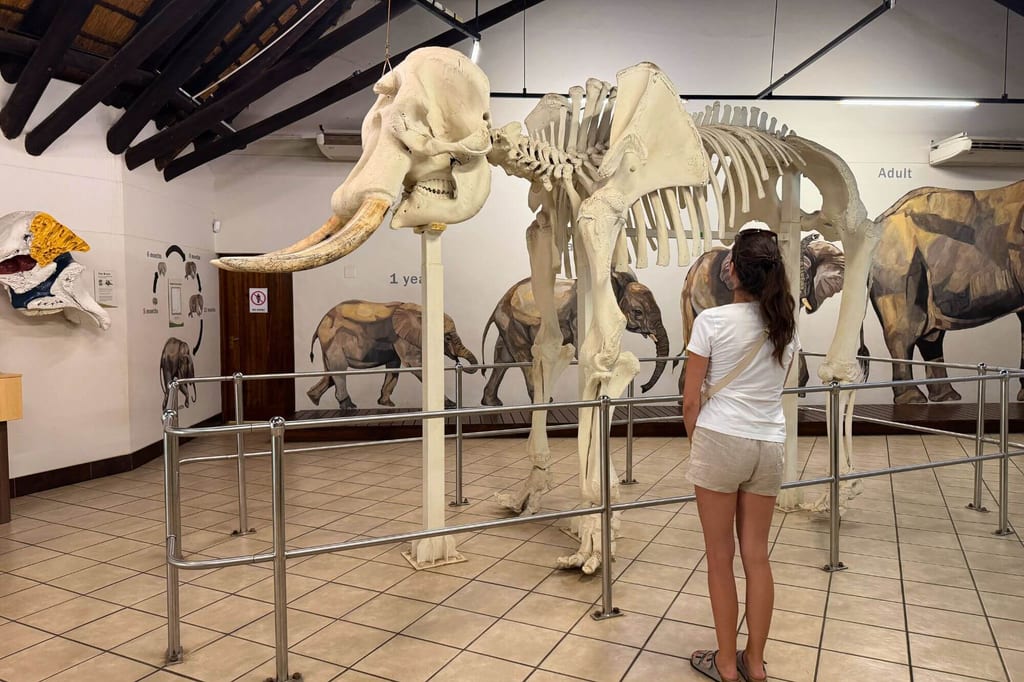 Person schaut in Museum ein großes Elefantenskelett an, künstliche Beleuchtung, Fliesenboden.
