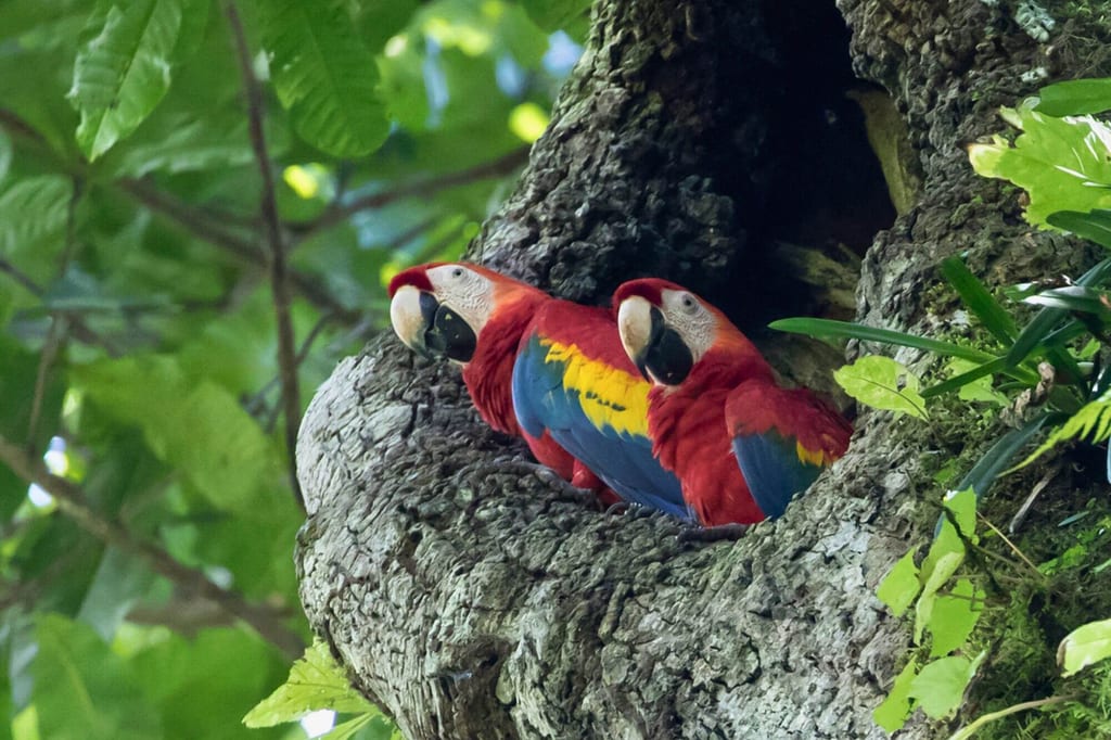 Zwei bunte Papageien sitzen nebeneinander in einer Baumhöhle, umgeben von grünem Laub.
