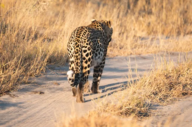 Große Raubkatze läuft in warmem Abendlicht auf einer sandigen Piste durch trockene Savannengräser.