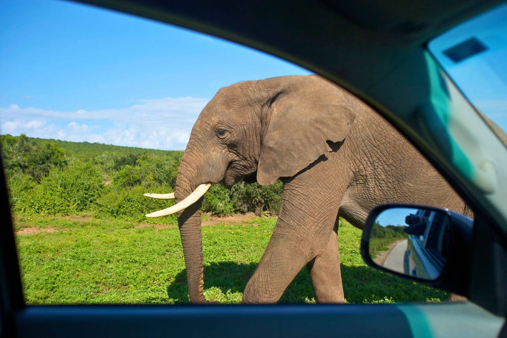 Ein Elefant geht nah am Auto vorbei, aufgenommen durch das offene Autofenster mit Spiegel im Bild.