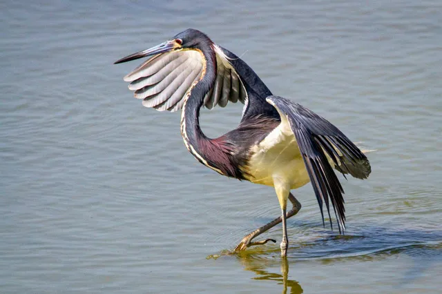 Dreifarbenreiher watet mit gespreizten Flügeln im flachen Wasser, seitliche Ansicht.