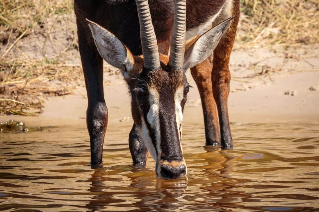 Nahaufnahme einer Antilope, die am Ufer aus dem Wasser trinkt