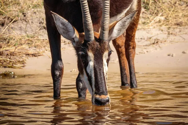 Nahaufnahme einer Antilope, die am Ufer aus dem Wasser trinkt