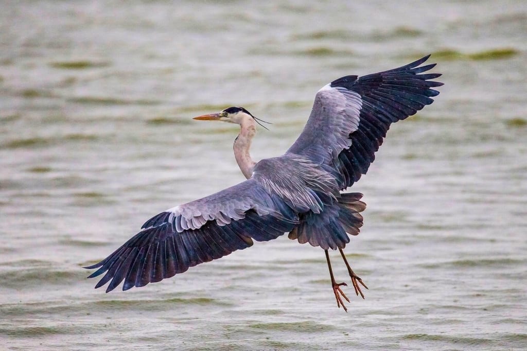Graureiher fliegt knapp über dem Wasser mit ausgebreiteten Flügeln