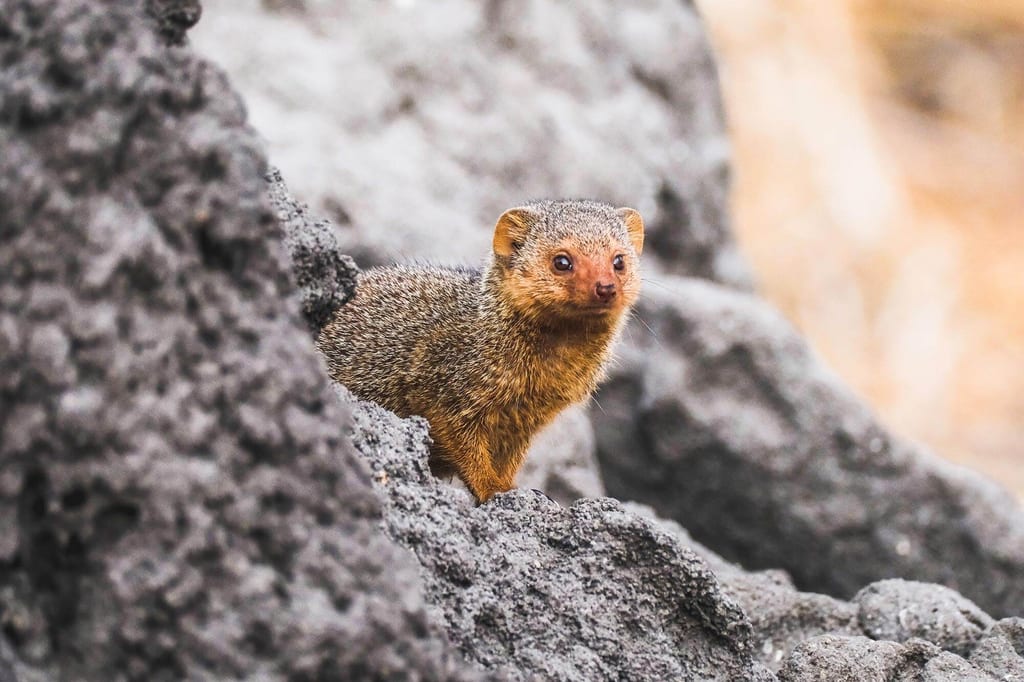 Südliche Zwergmanguste sitzt zwischen dunklen Felsen und blickt aufmerksam hervor.