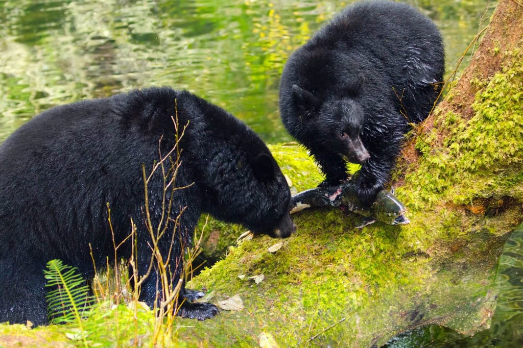 Zwei Bären auf moosigem Baumstamm am Ufer zerlegen einen gefangenen Fisch