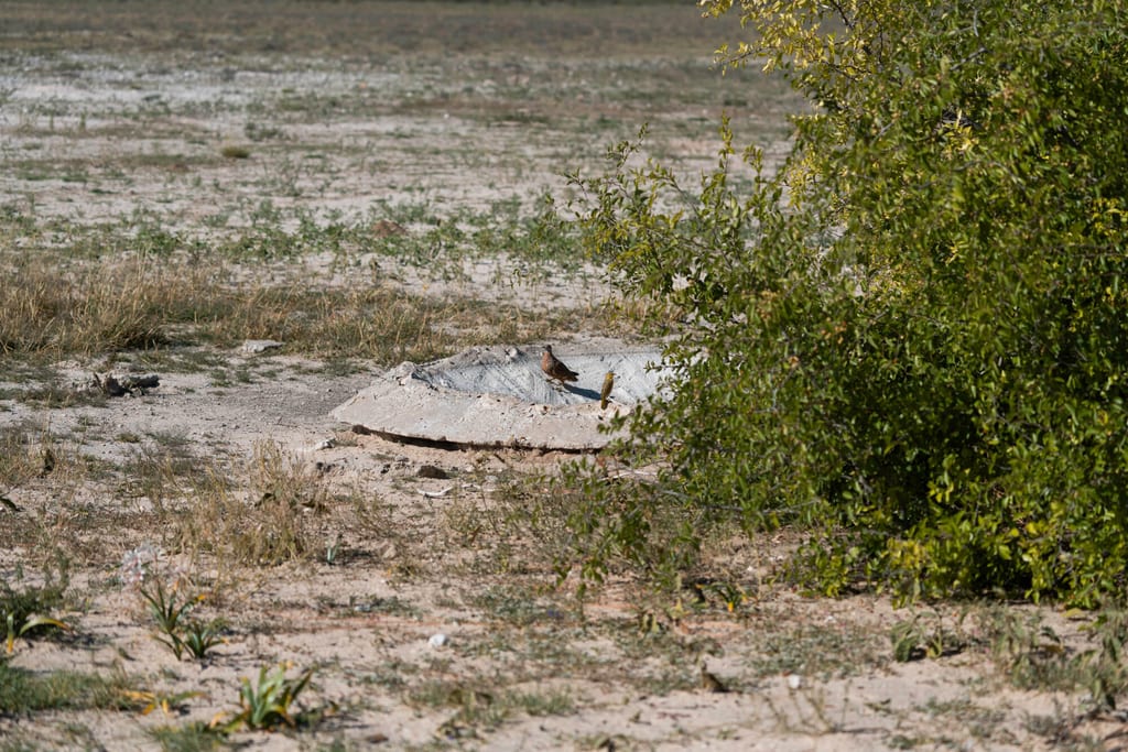 Zwei kleine Vögel auf einer Betonplatte in einer trockenen, sandigen Steppe neben einem grünen Busch.