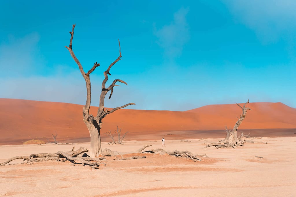 Kameldornbäume vor roter Düne im Deadvlei