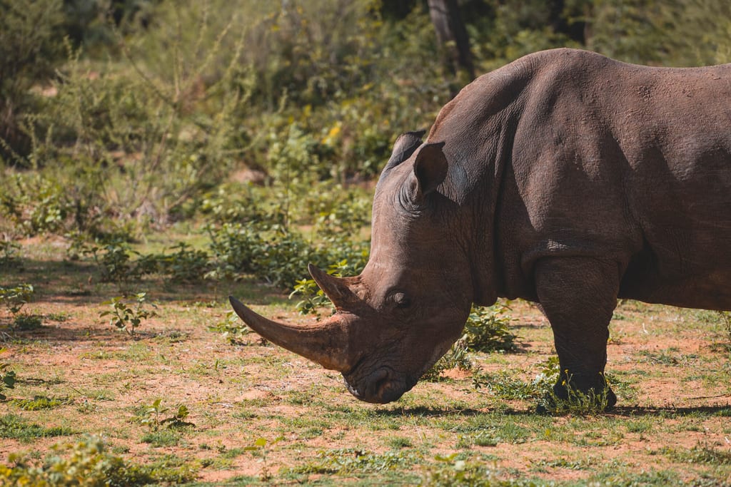 Nashorn am Waterberg Plateau