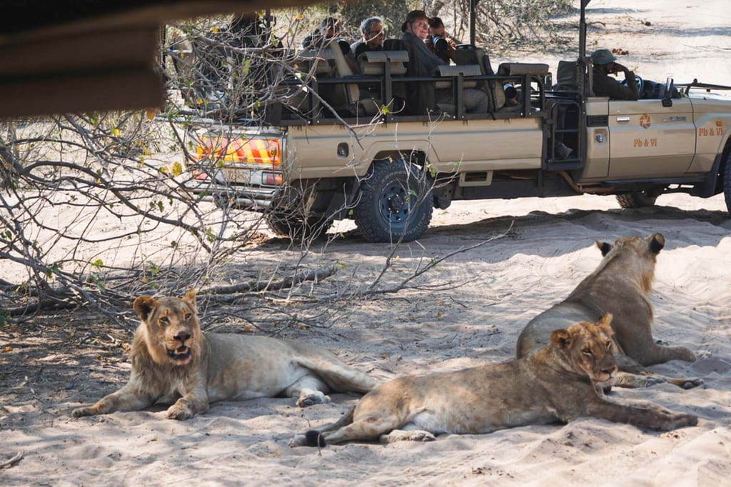 Drei Löwen liegen im Sand vor einem offenen Safari-Fahrzeug, zwei blicken zur Kamera.