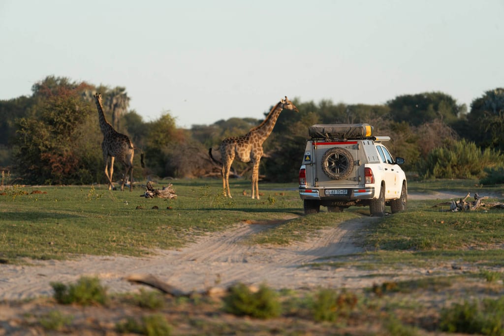Zwei langhalsige Säugetiere neben einer Piste, Safari-Fahrzeug fährt heran im warmen Nachmittagslicht.