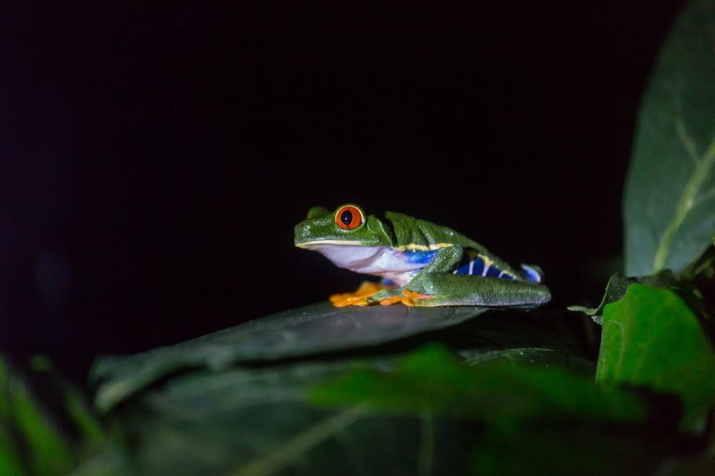 Ein einzelner Frosch mit roten Augen und orangefarbenen Füßen sitzt nachts auf einem Blatt.