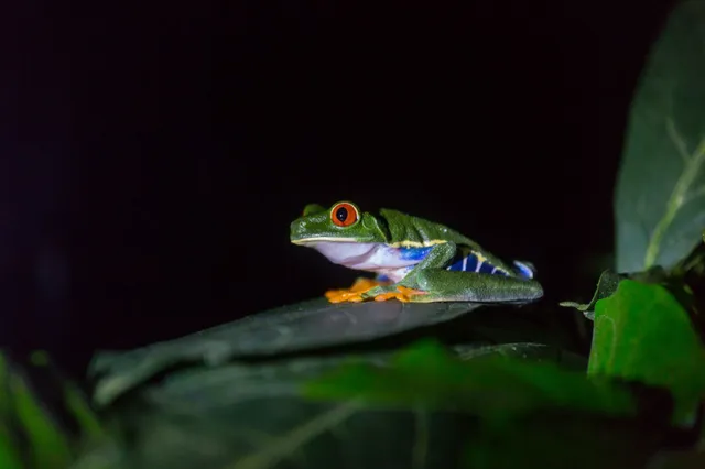 Ein einzelner Frosch mit roten Augen und orangefarbenen Füßen sitzt nachts auf einem Blatt.