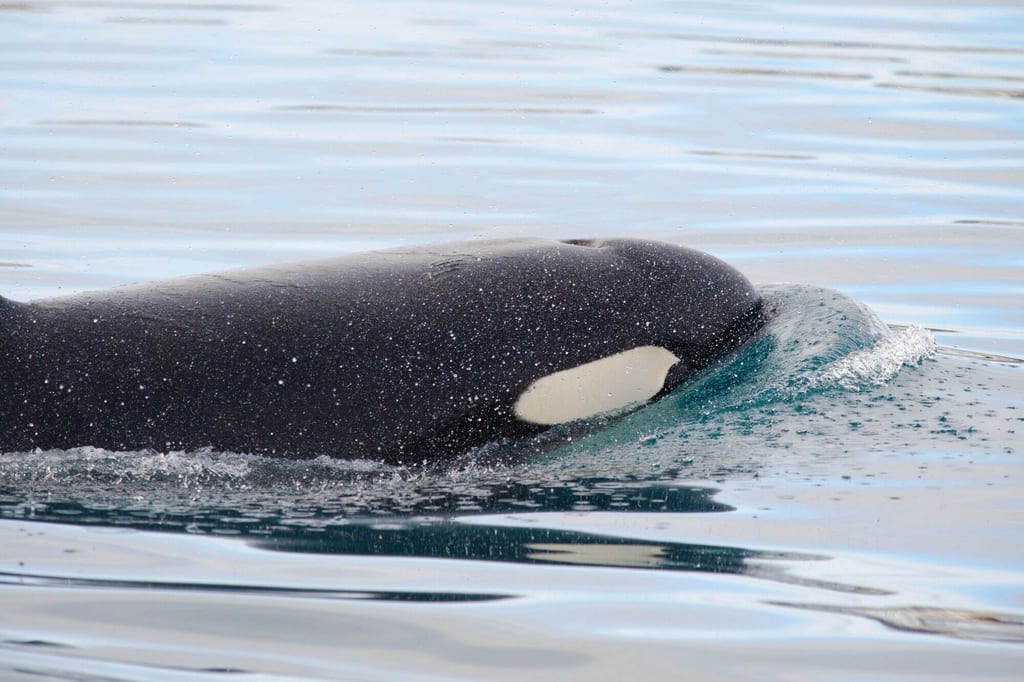 Nahaufnahme eines Wals mit sichtbarer hellen Augenzeichnung an der Wasseroberfläche