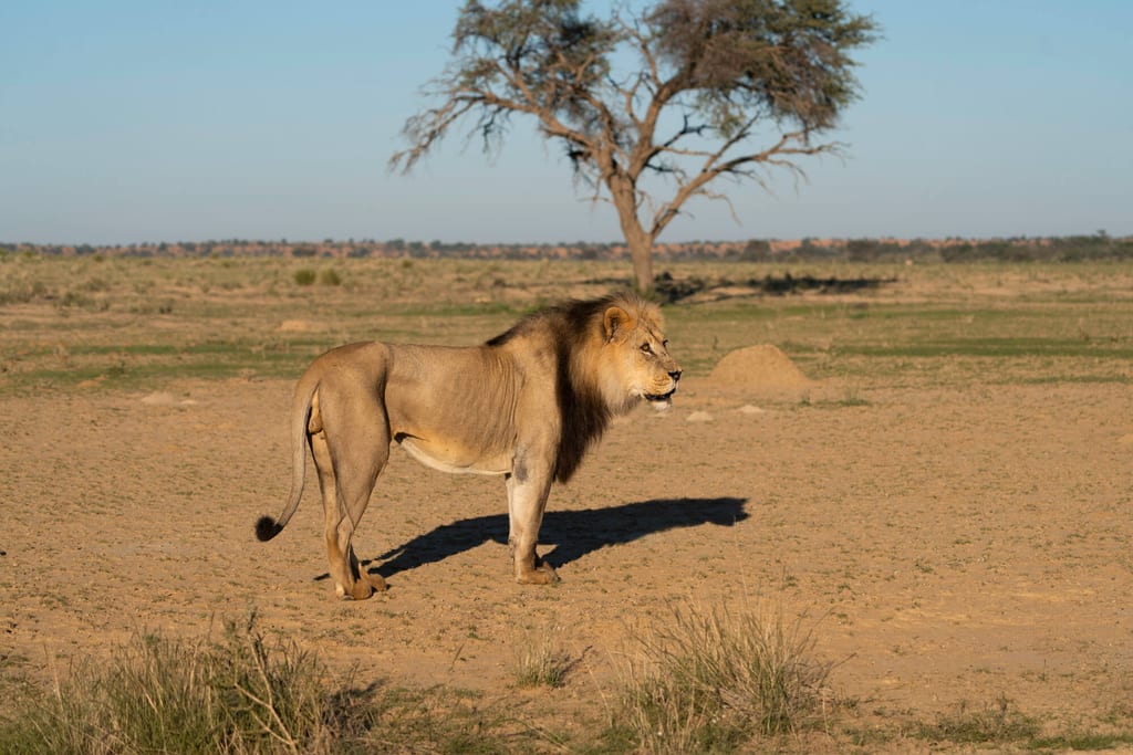 Einzelne Großkatze im trockenen Flussbett des Nossob in Botswana bei warmem Abendlicht.