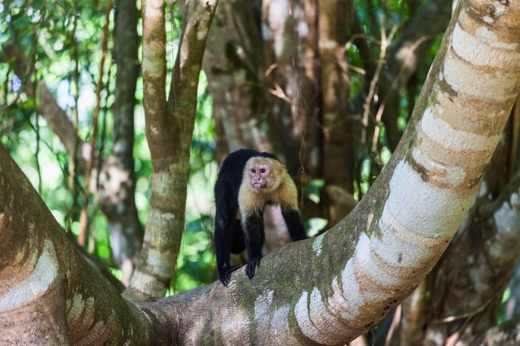 Ein Affe sitzt auf einem dicken Ast in einem dichten Wald und blickt nach vorne.