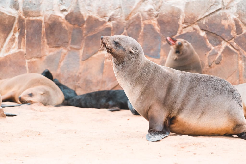 Südafrikanische Seebärengruppe auf sandigem Felsstrand, ein Tier sitzt im Vordergrund