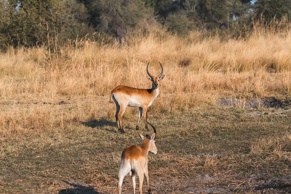 Zwei Antilopen auf offener Graslandschaft im warmen Abendlicht, vor trockenem hohen Gras.