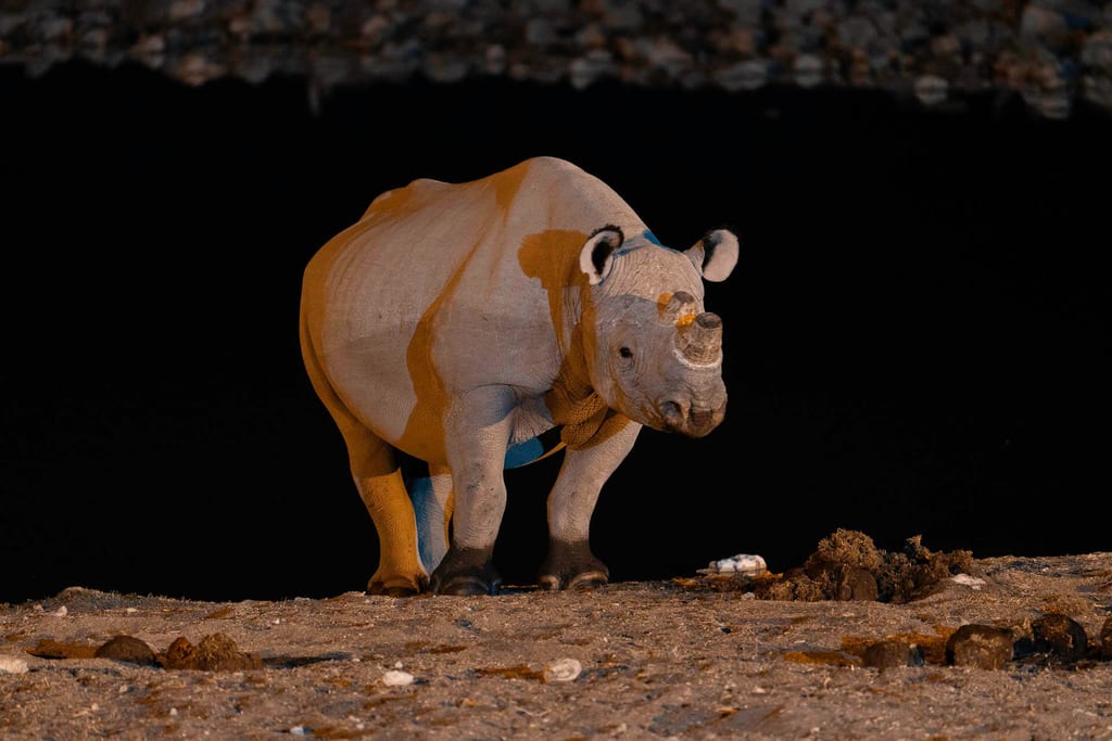 Spitzmaulnashorn am beleuchteten Wasserloch in Okaukuejo