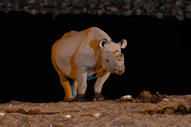 Spitzmaulnashorn am beleuchteten Wasserloch in Okaukuejo