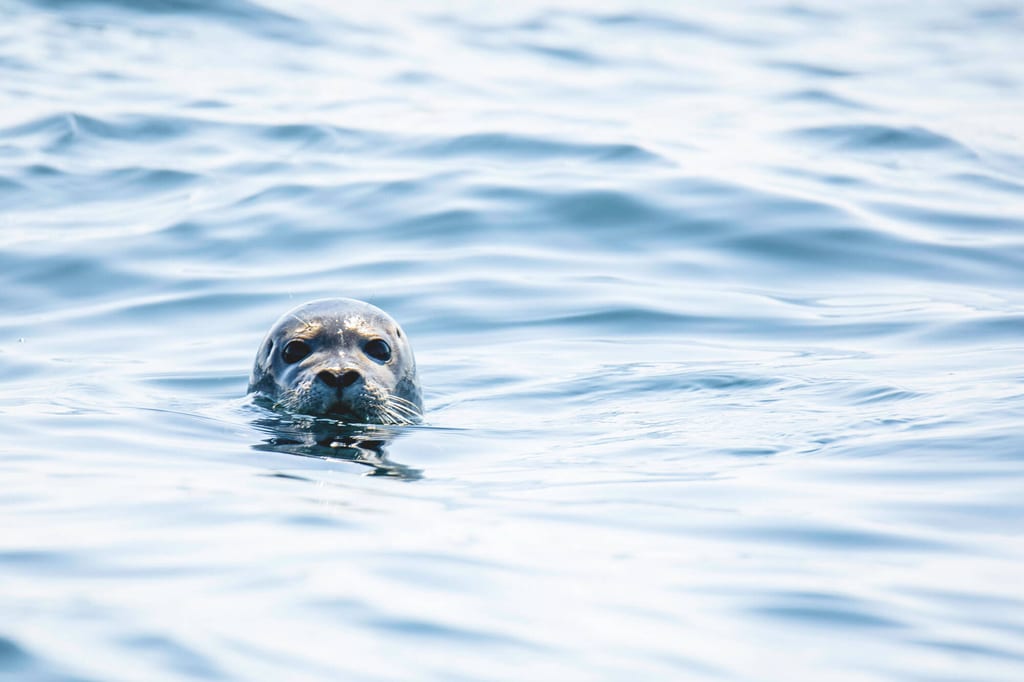 Seehundkopf blickt aus ruhiger, hellen Wasseroberfläche, Nahaufnahme auf Augenhöhe