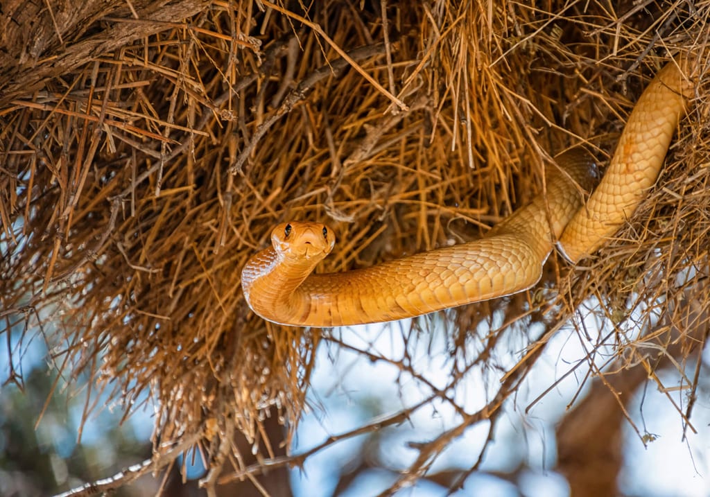 Hellbraune Schlange hängt aus einem Nest aus trockenem Gras, Nahaufnahme von unten