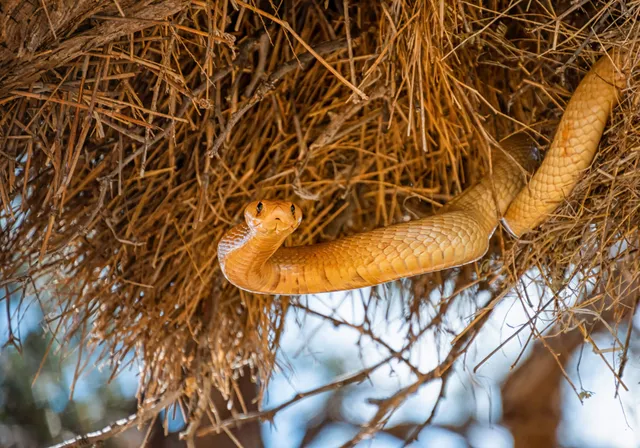 Hellbraune Schlange hängt aus einem Nest aus trockenem Gras, Nahaufnahme von unten
