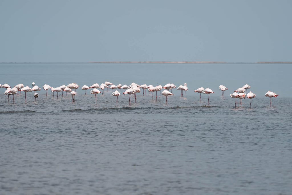 Walvis Bay Flamingos