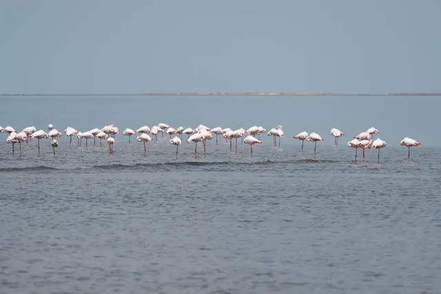 Walvis Bay Flamingos