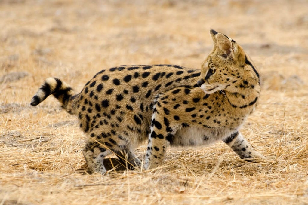 Eine kleine Wildkatze steht aufmerksam im trockenen Gras und blickt zur Seite.