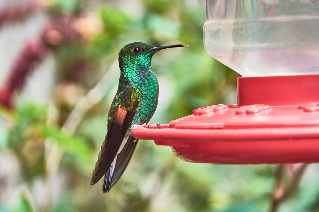 Kolibri mit schimmernd grünem Gefieder sitzt an einem roten Nektarspender im Garten.