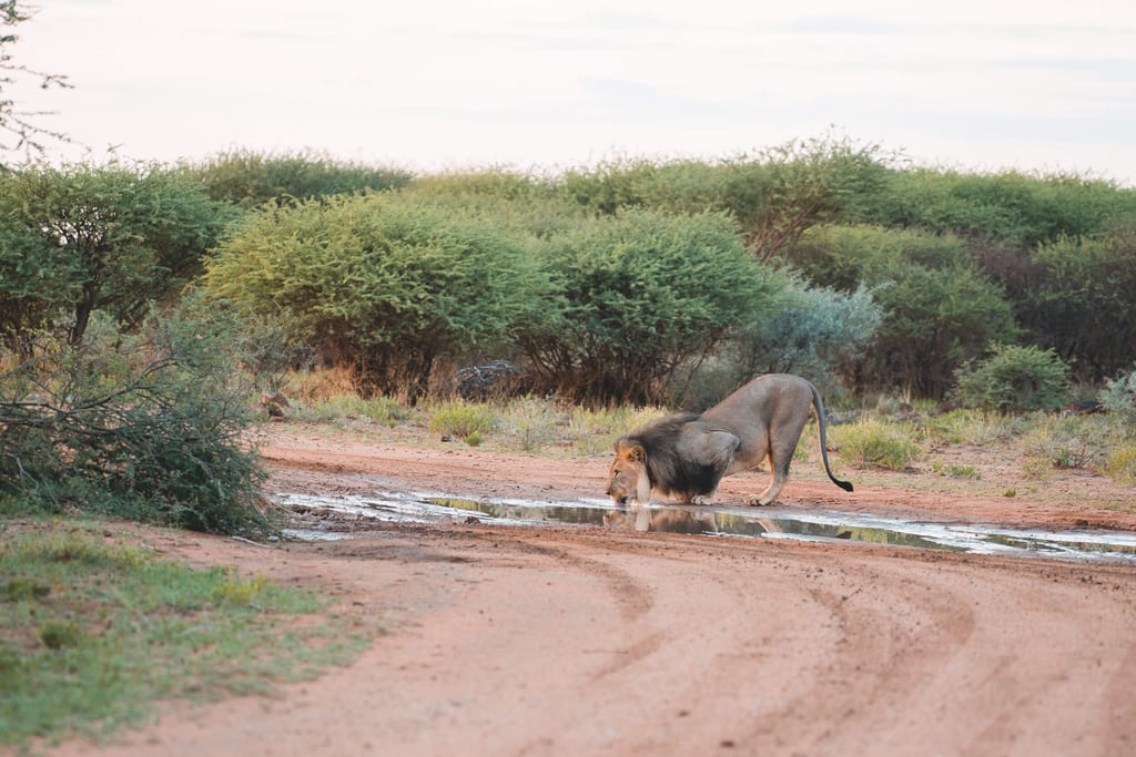 Löwe trinkt aus einer Pfütze im Erindi in Namibia