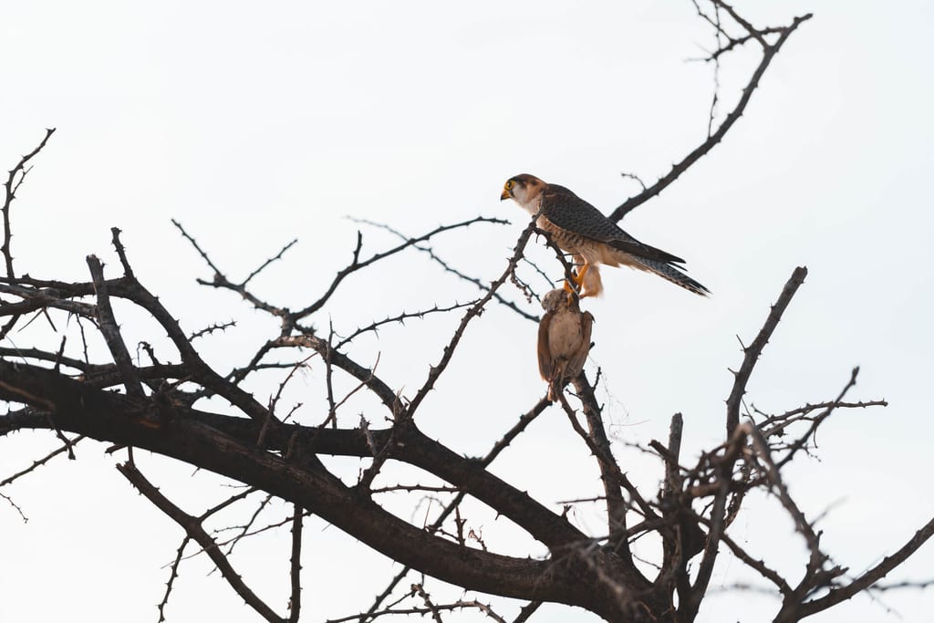Greifvogel auf dornigem Ast hält erlegten Vogel vor hellem, wolkigem Himmel.