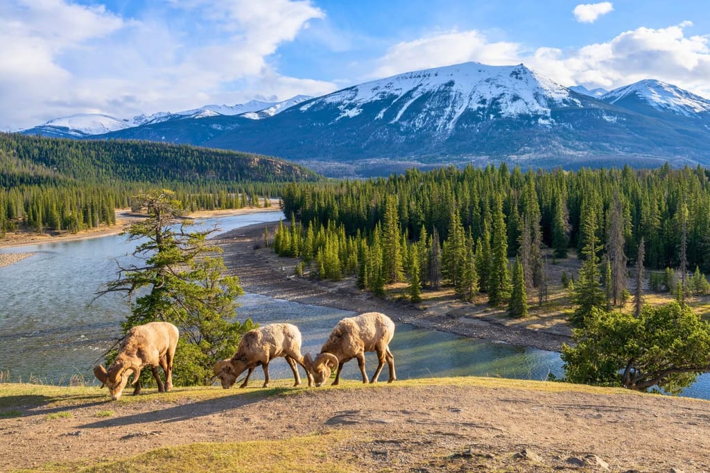 Dickhornschafe vor der Kulisse des Jasper Nationalparks