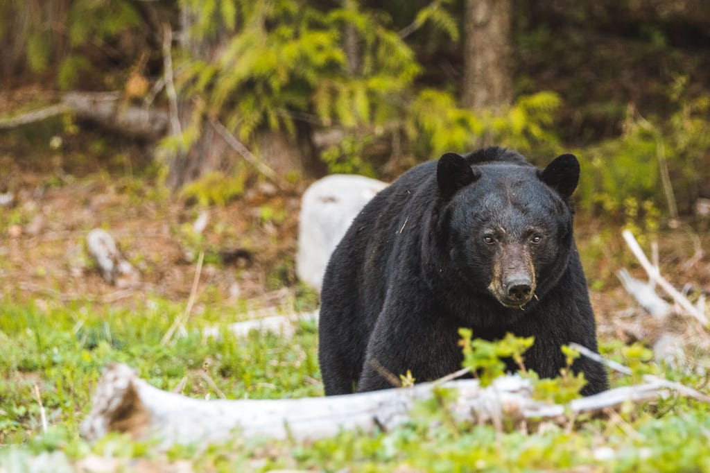 Tiere streifen durch das Unterholz und hinterlassen eindeutige Zeichen