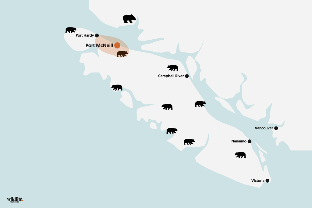 Bärenbeobachtung auf Vancouver Island in Telegraph Cove