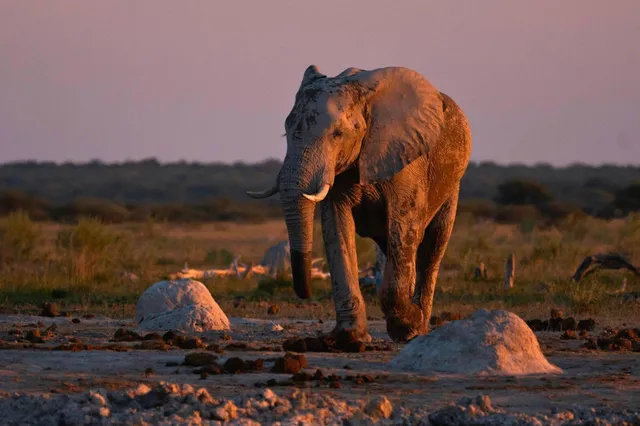 Einzelner Elefant in Botswana auf trockener Pfanne bei warmem Abendlicht