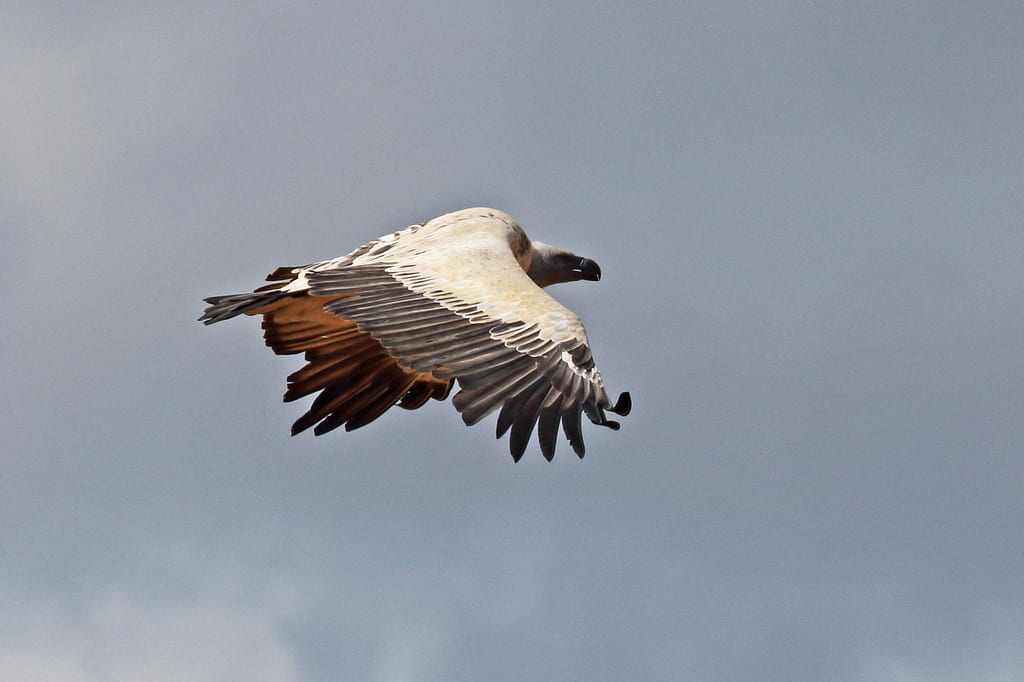 Kapgeier kreisen über dem Potberg im De Hoop Nature Reserve