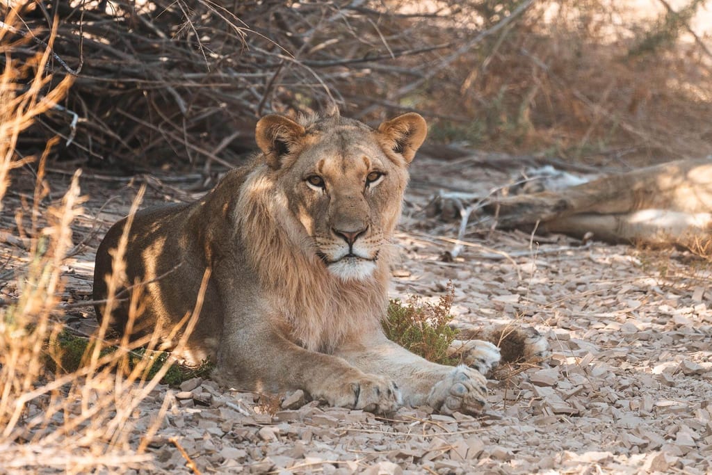 Ein Wüstenlöwe in Namibia liegt im Schatten eines Busches