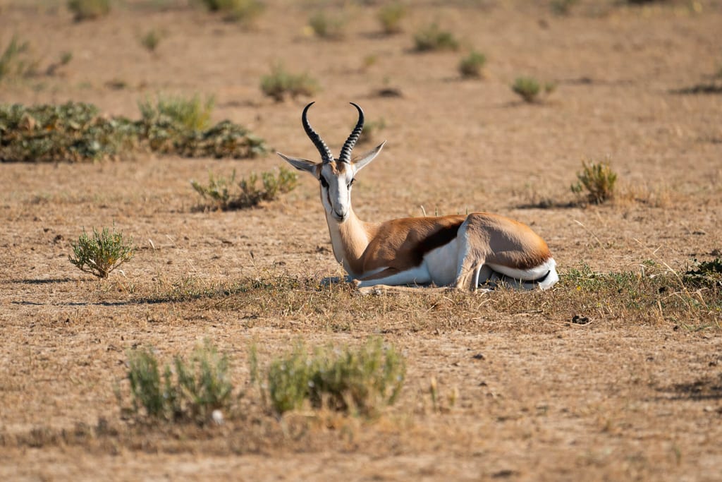 Antilope liegt ruhig im trockenen Grasland bei hellem Tageslicht