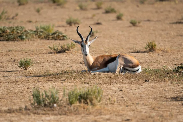 Antilope liegt ruhig im trockenen Grasland bei hellem Tageslicht
