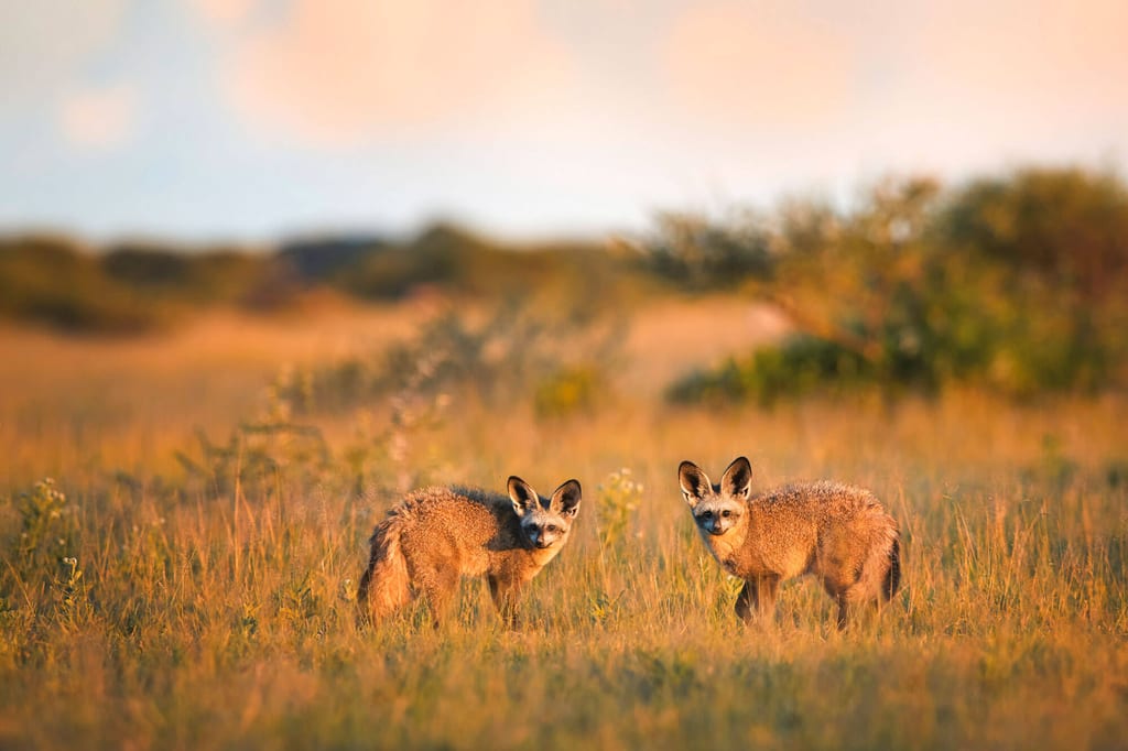 Zwei Füchse im goldenen Abendlicht auf offener Graslandschaft, Blick zur Kamera.