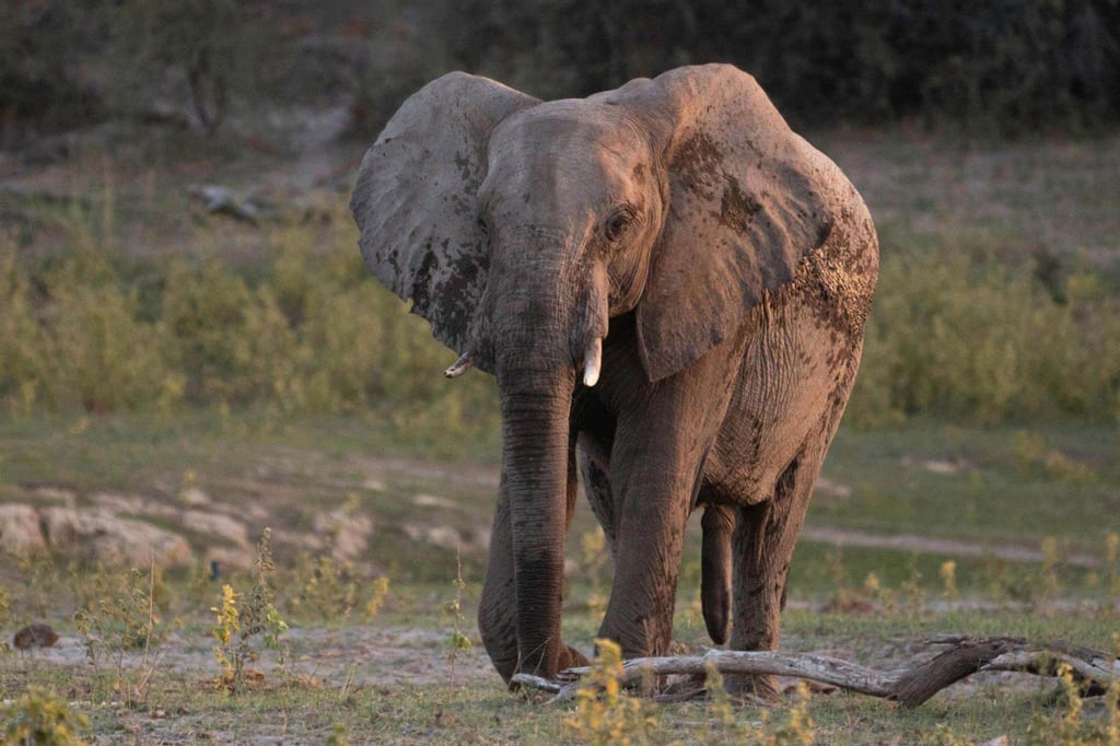 Ein Afrikanischer Elefant steht frontal im grasbewachsenen Gelände im warmen Abendlicht.