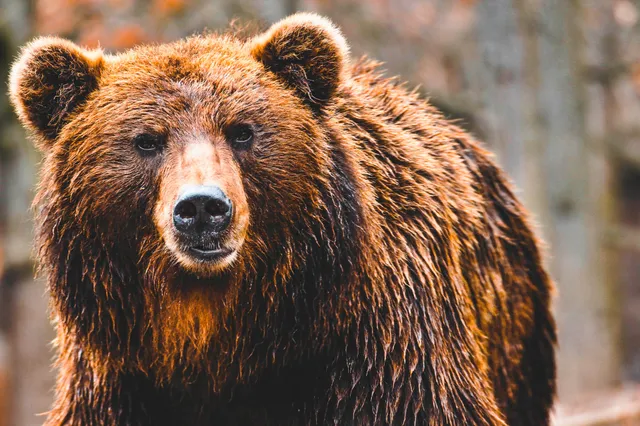 Nahaufnahme eines Bären im Wald, frontale Perspektive mit nassem, dichtem Fell