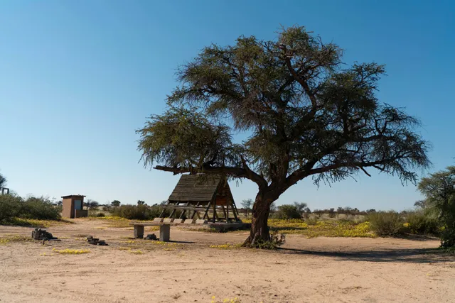 Einsamer Baum neben hölzernem Unterstand in sonniger, sandiger Buschlandschaft